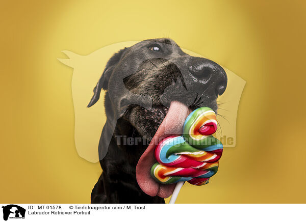 Labrador Retriever Portrait / Labrador Retriever Portrait / MT-01578