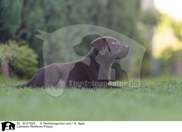 Labrador Retriever Welpe / Labrador Retriever Puppy / SI-01825