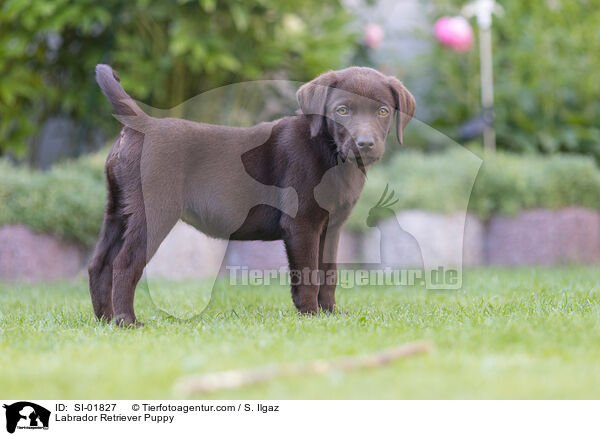 Labrador Retriever Welpe / Labrador Retriever Puppy / SI-01827