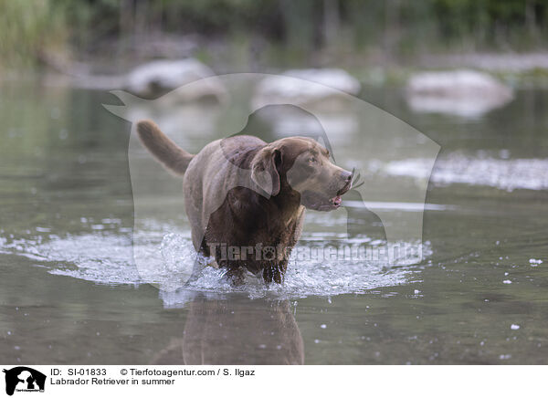 Labrador Retriever im Sommer / Labrador Retriever in summer / SI-01833