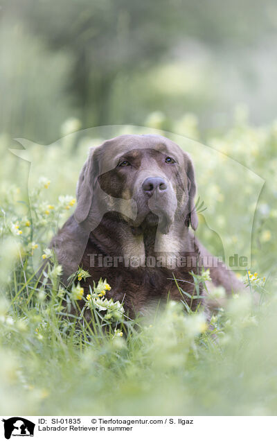 Labrador Retriever im Sommer / Labrador Retriever in summer / SI-01835