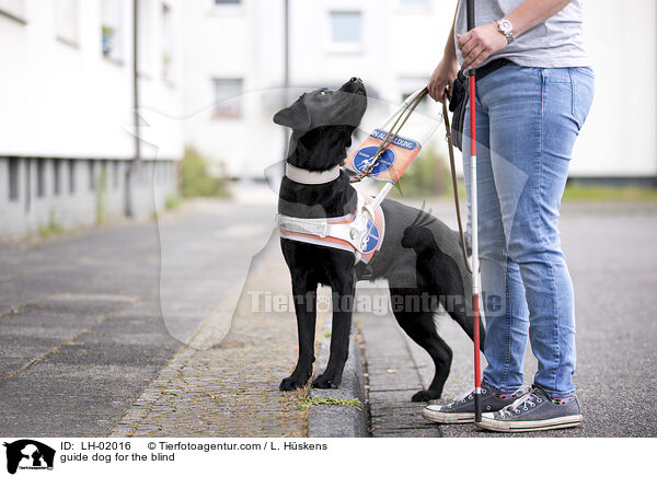 Blindenfhrhund / guide dog for the blind / LH-02016