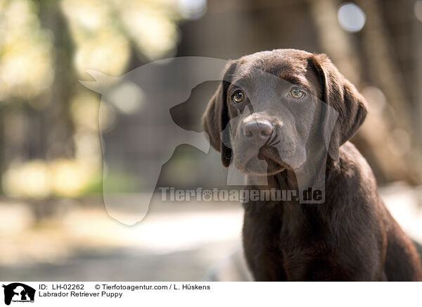 Labrador Retriever Welpe / Labrador Retriever Puppy / LH-02262