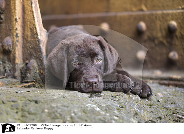 Labrador Retriever Welpe / Labrador Retriever Puppy / LH-02268