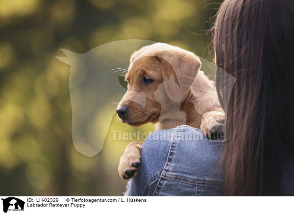 Labrador Retriever Welpe / Labrador Retriever Puppy / LH-02329