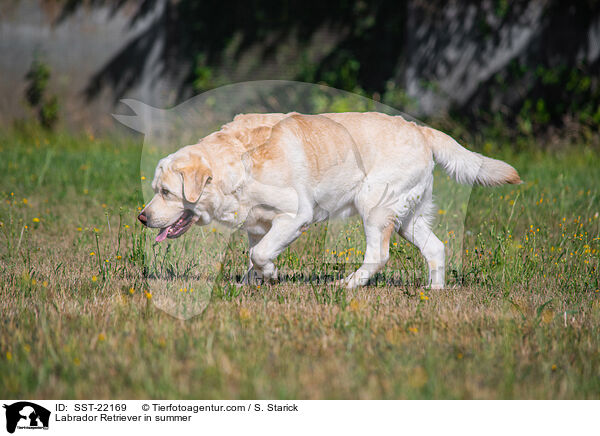 Labrador Retriever im Sommer / Labrador Retriever in summer / SST-22169
