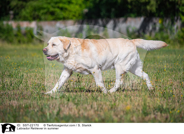 Labrador Retriever in summer / SST-22170