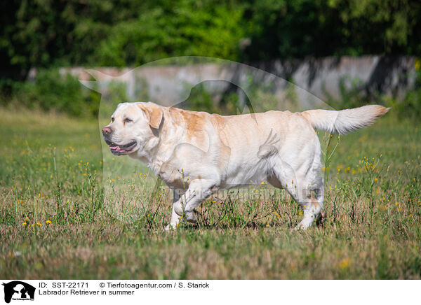 Labrador Retriever in summer / SST-22171
