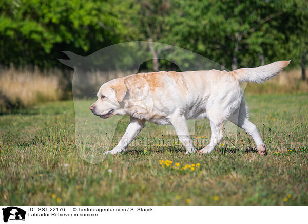 Labrador Retriever im Sommer / Labrador Retriever in summer / SST-22176