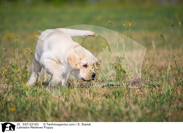 Labrador Retriever Welpe / Labrador Retriever Puppy / SST-22183