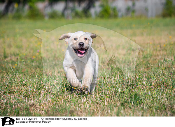 Labrador Retriever Welpe / Labrador Retriever Puppy / SST-22184