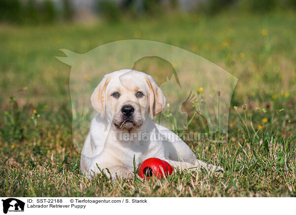 Labrador Retriever Welpe / Labrador Retriever Puppy / SST-22188
