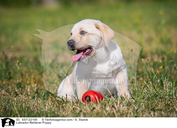 Labrador Retriever Welpe / Labrador Retriever Puppy / SST-22190