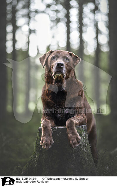 Labrador Retriever Rde / male Labrador Retriever / SGR-01241