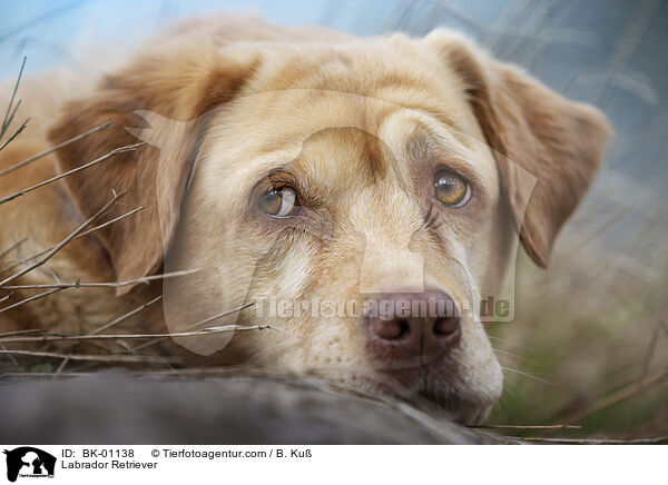 Labrador Retriever / Labrador Retriever / BK-01138