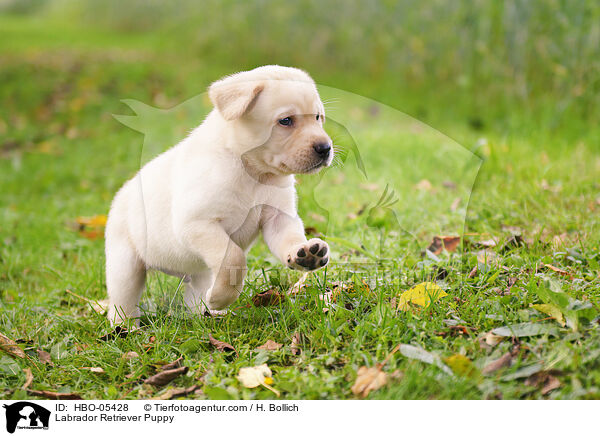 Labrador Retriever Welpe / Labrador Retriever Puppy / HBO-05428