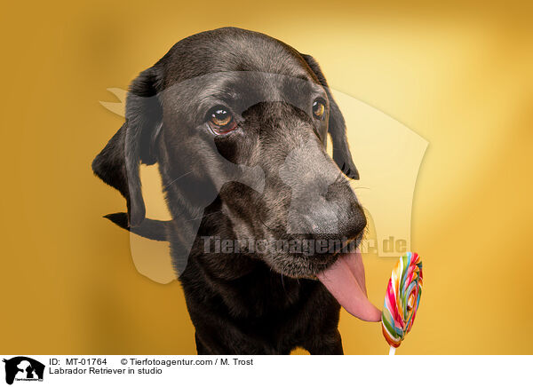 Labrador Retriever im Studio / Labrador Retriever in studio / MT-01764