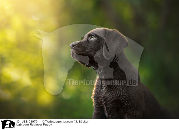 Labrador Retriever Welpe / Labrador Retriever Puppy / JEB-01979