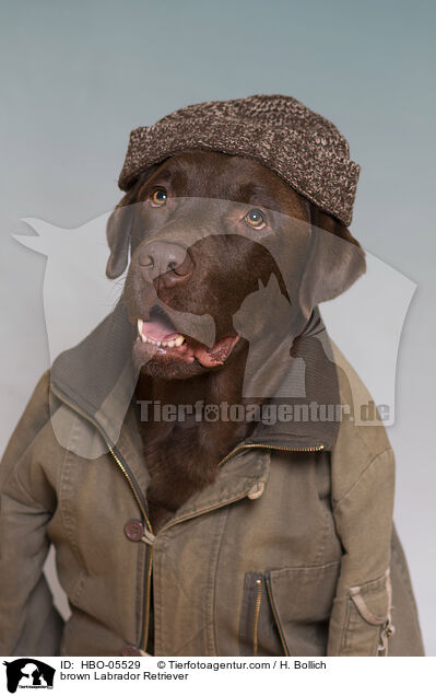brown Labrador Retriever / HBO-05529