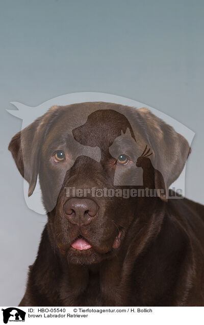 brauner Labrador Retriever / brown Labrador Retriever / HBO-05540