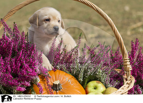 Labrador Retriever Welpe / Labrador Retriever Puppy / HBO-05632