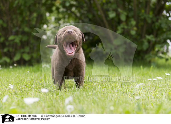 Labrador Retriever Welpe / Labrador Retriever Puppy / HBO-05666