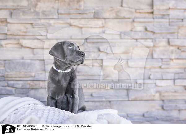 Labrador Retriever Puppy / NP-03023