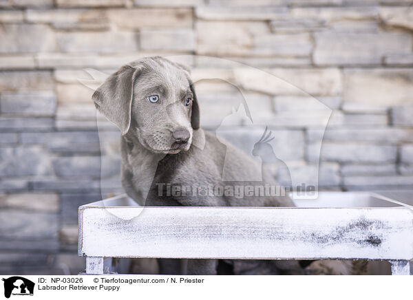 Labrador Retriever Welpe / Labrador Retriever Puppy / NP-03026