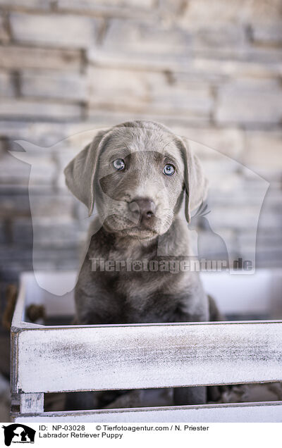 Labrador Retriever Welpe / Labrador Retriever Puppy / NP-03028