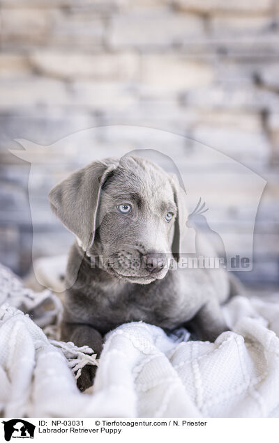 Labrador Retriever Welpe / Labrador Retriever Puppy / NP-03031