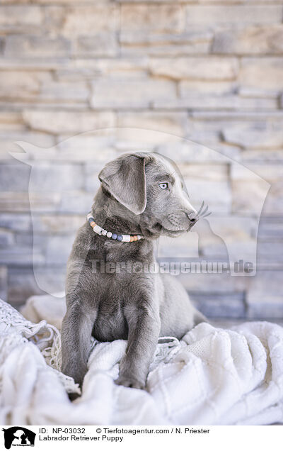 Labrador Retriever Welpe / Labrador Retriever Puppy / NP-03032