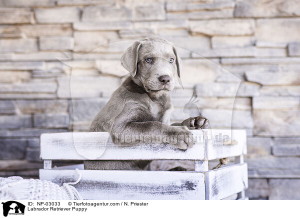 Labrador Retriever Welpe / Labrador Retriever Puppy / NP-03033