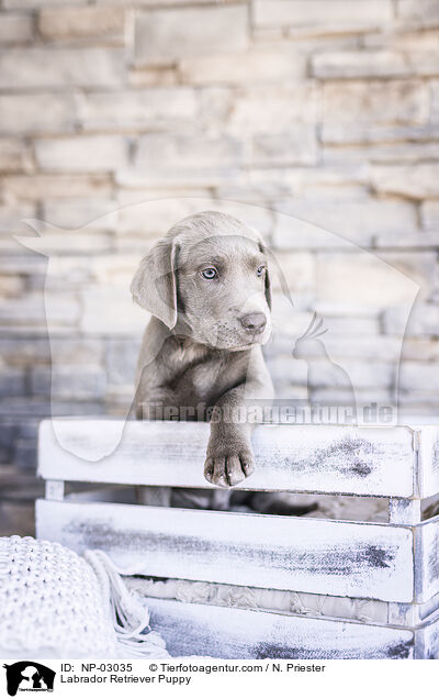 Labrador Retriever Welpe / Labrador Retriever Puppy / NP-03035