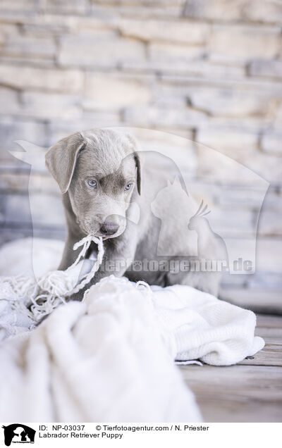Labrador Retriever Puppy / NP-03037