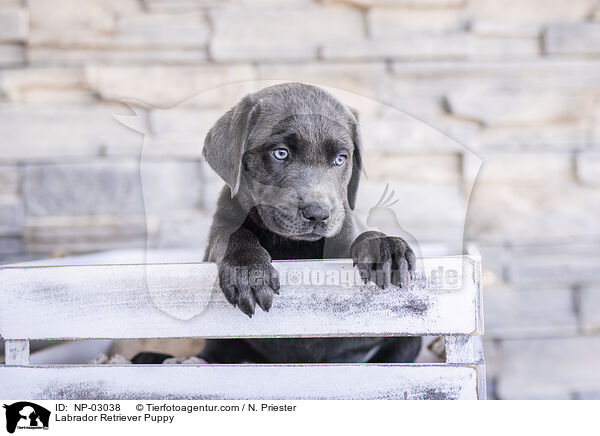 Labrador Retriever Puppy / NP-03038