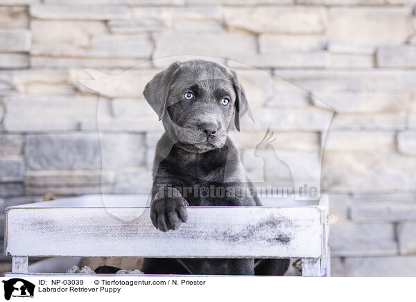 Labrador Retriever Puppy / NP-03039