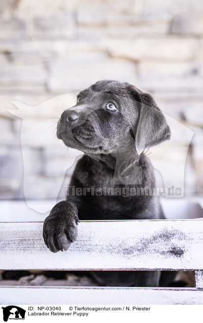 Labrador Retriever Puppy / NP-03040