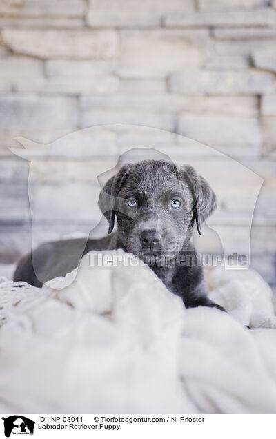 Labrador Retriever Welpe / Labrador Retriever Puppy / NP-03041