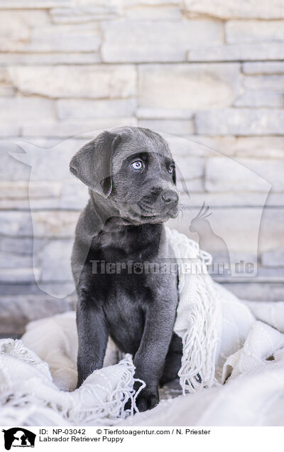 Labrador Retriever Puppy / NP-03042