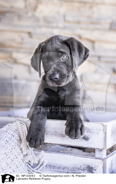 Labrador Retriever Puppy / NP-03043