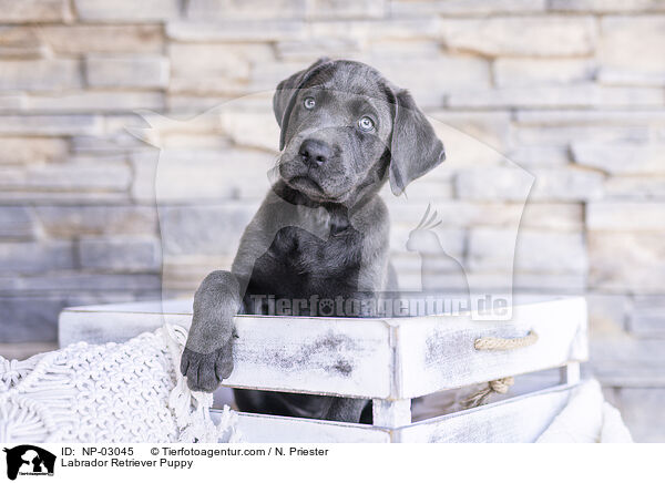 Labrador Retriever Welpe / Labrador Retriever Puppy / NP-03045