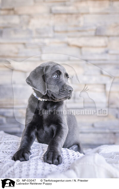 Labrador Retriever Puppy / NP-03047