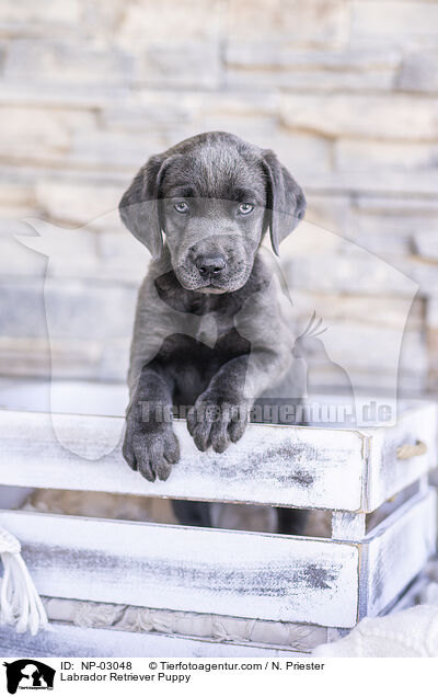 Labrador Retriever Welpe / Labrador Retriever Puppy / NP-03048