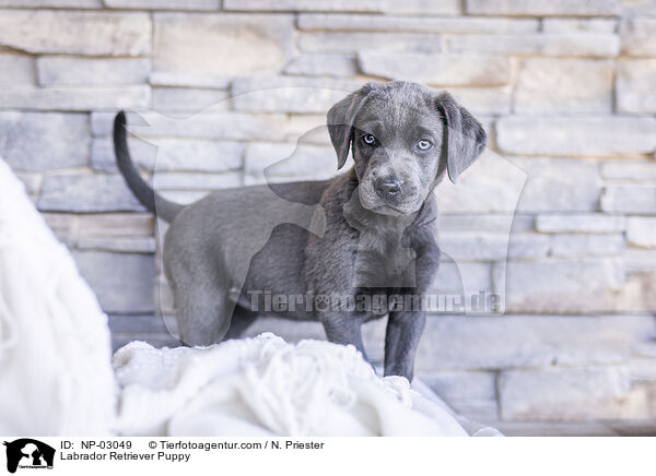 Labrador Retriever Puppy / NP-03049