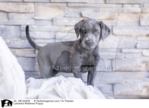 Labrador Retriever Welpe / Labrador Retriever Puppy / NP-03049