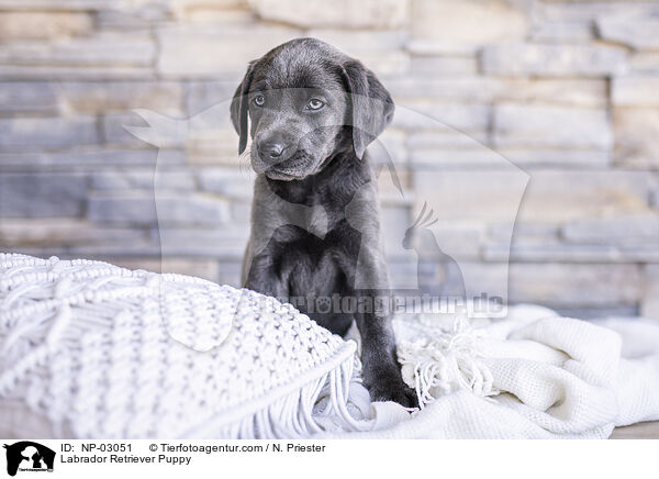 Labrador Retriever Welpe / Labrador Retriever Puppy / NP-03051