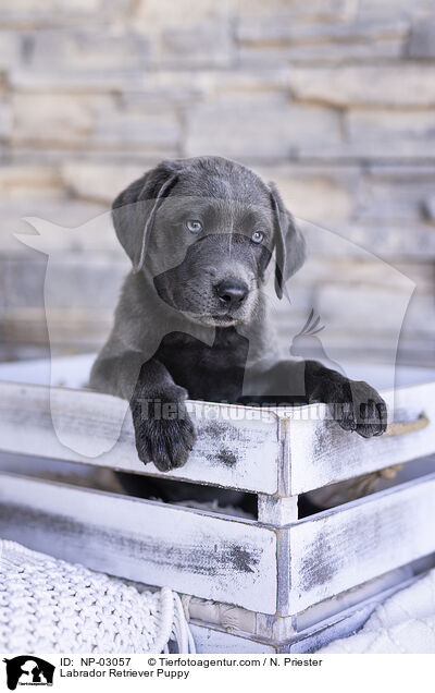 Labrador Retriever Welpe / Labrador Retriever Puppy / NP-03057