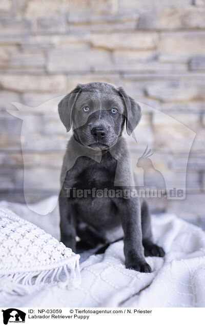 Labrador Retriever Welpe / Labrador Retriever Puppy / NP-03059