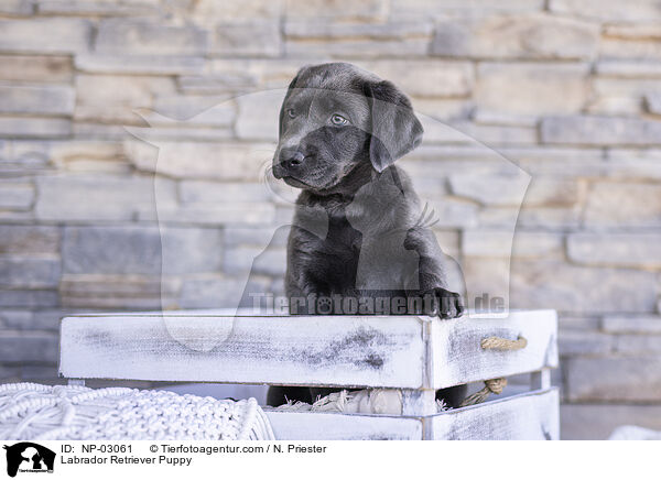 Labrador Retriever Welpe / Labrador Retriever Puppy / NP-03061