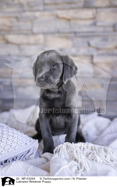 Labrador Retriever Welpe / Labrador Retriever Puppy / NP-03064